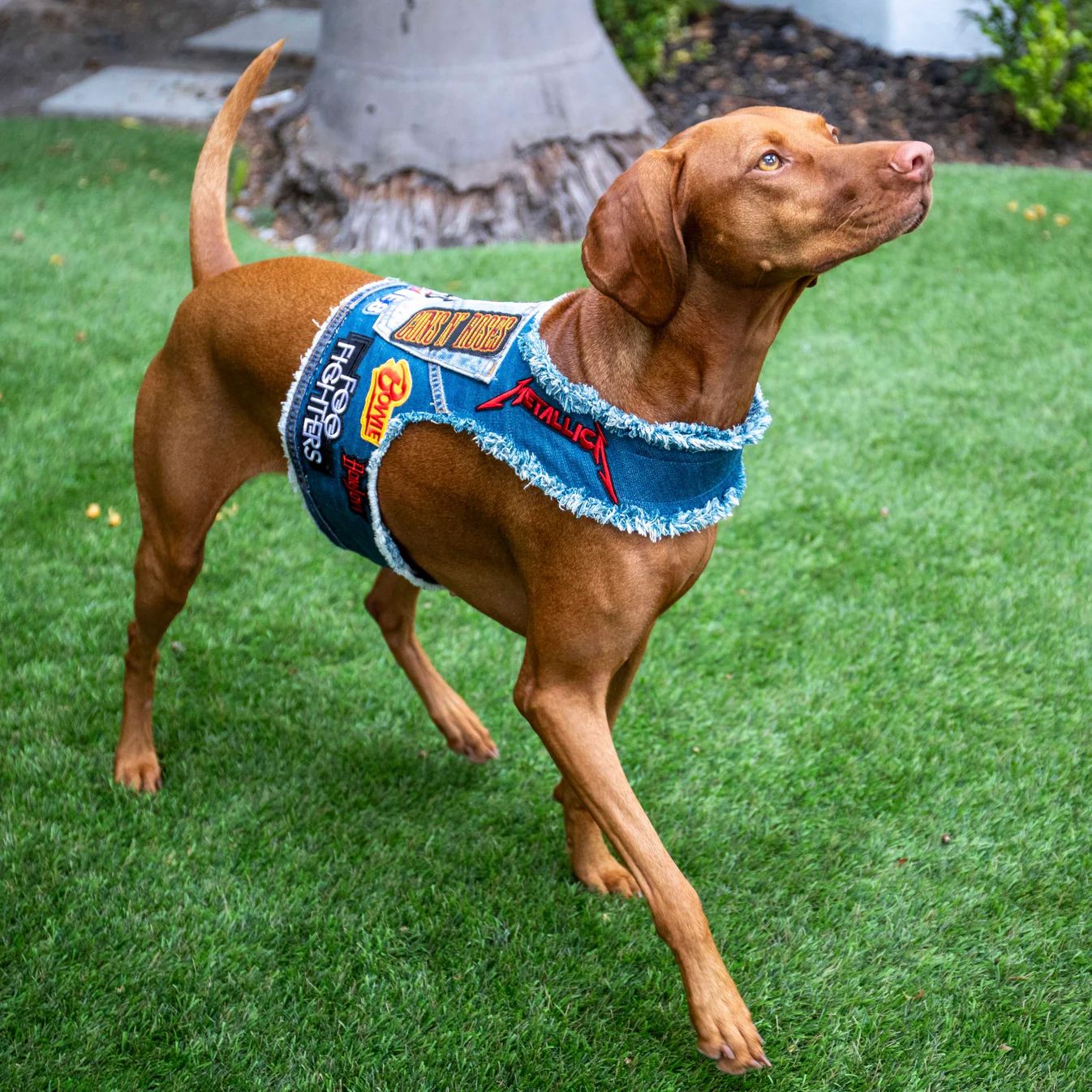 Vizsla dog in a fringed denim vest with rock band patches (Metallica, Foo Fighters, Guns N' Roses) stands on green grass looking right.